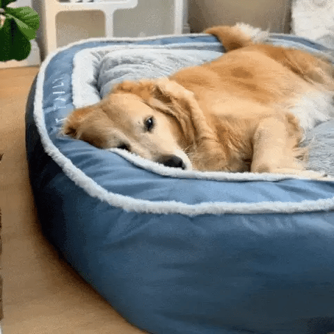 Luxury Dog Bed Video - Pupsdream