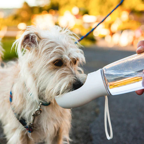 Portable Dog Water Bottle